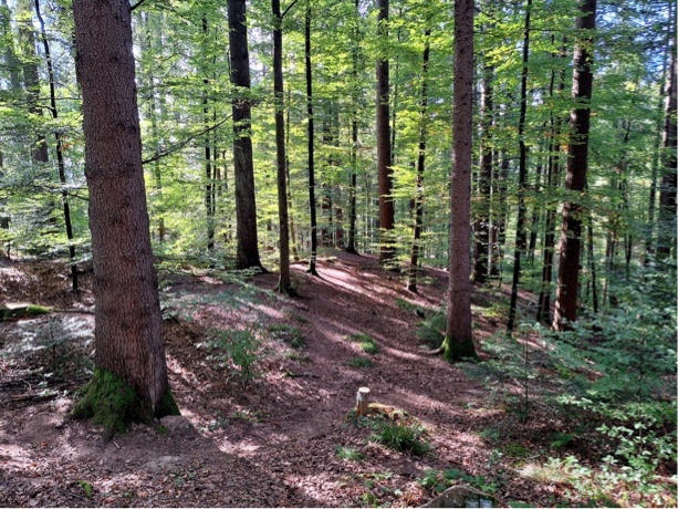 Letzte Ruhe im Friedwald
